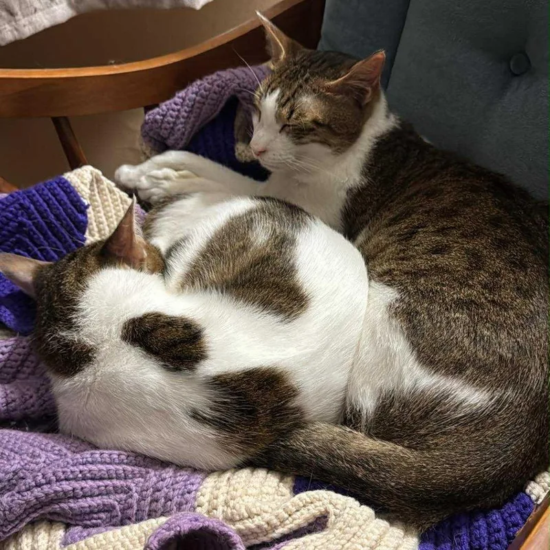 Tanki & Ice thumbnail 5