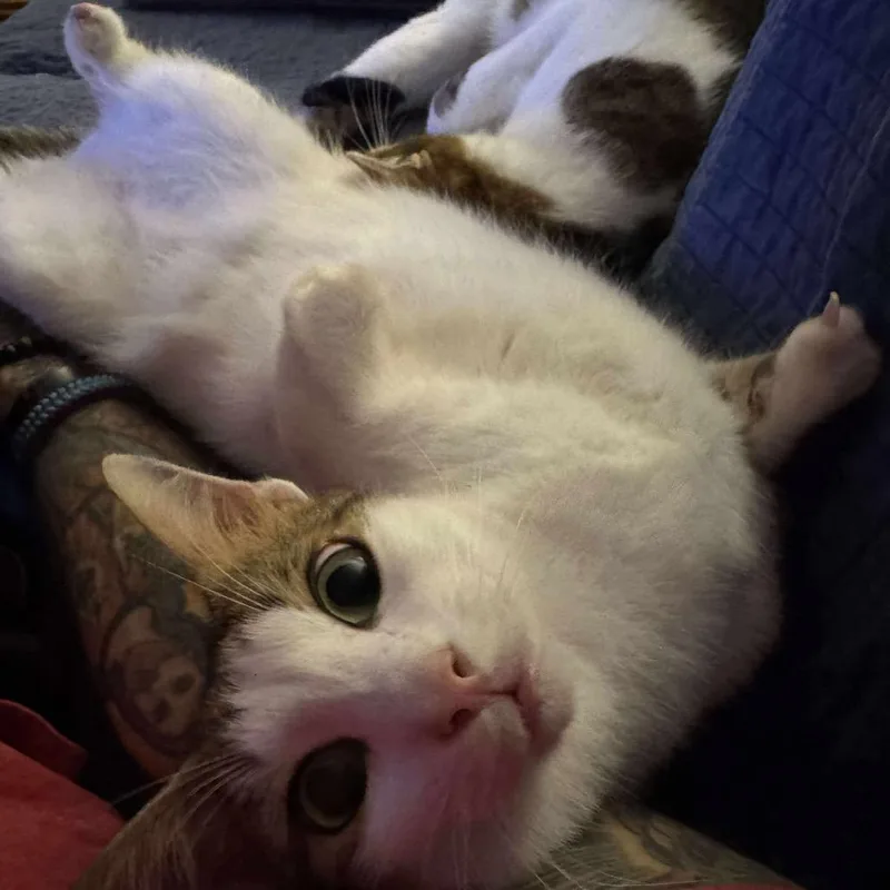 Tanki & Ice thumbnail 6