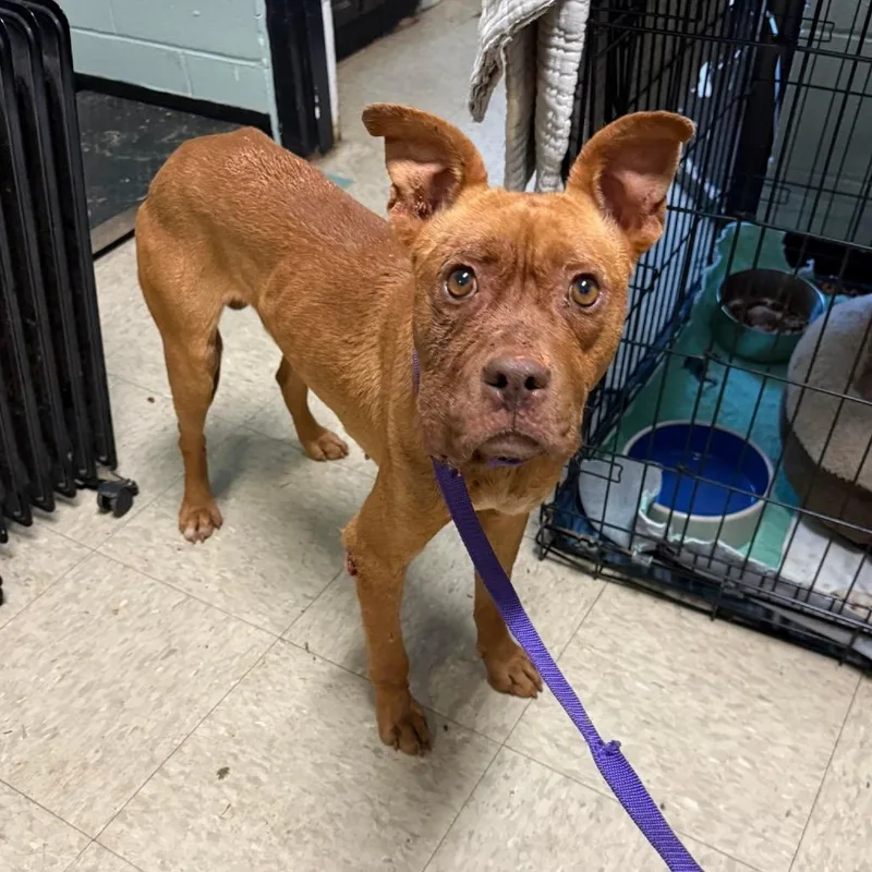 Dirty South thumbnail 2