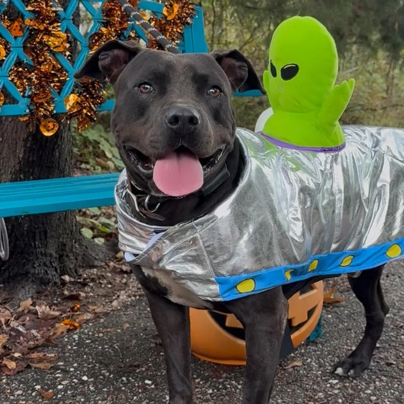 Motor Mouth thumbnail 2