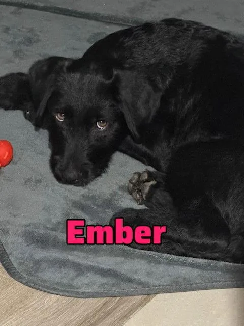Ember photo 1