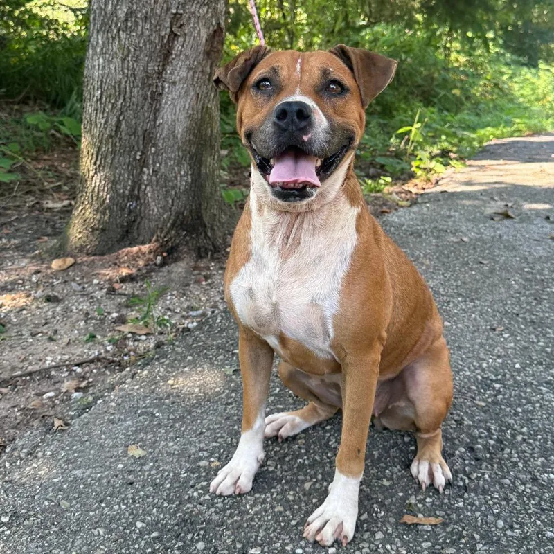 Lemon Pickle thumbnail 2