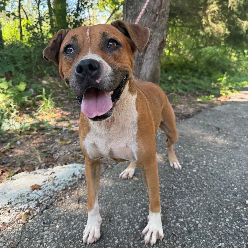 Lemon Pickle thumbnail 4