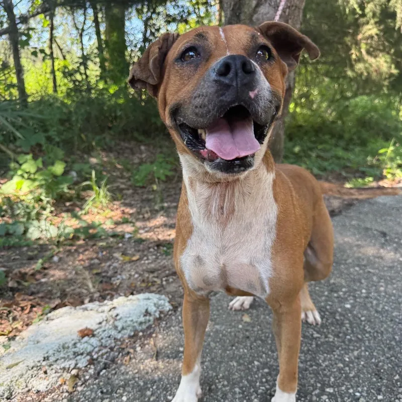 Lemon Pickle thumbnail 5