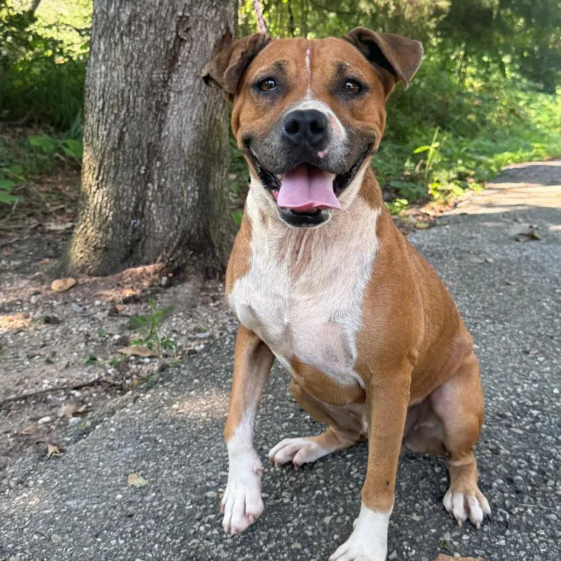 Lemon Pickle thumbnail 6