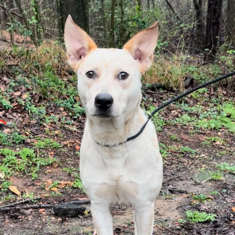 Red Fish thumbnail 2