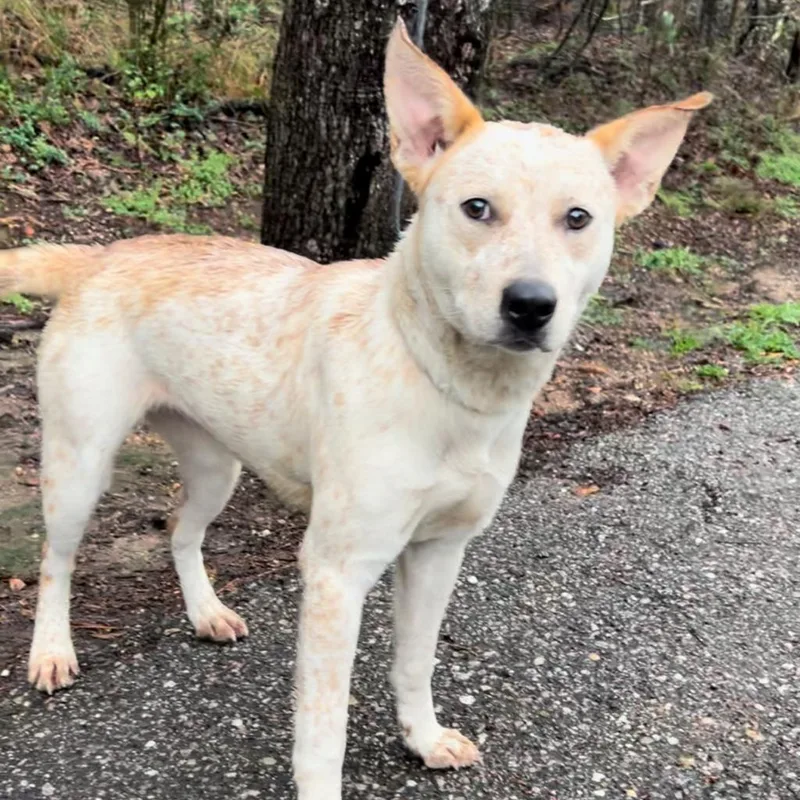 Red Fish thumbnail 4