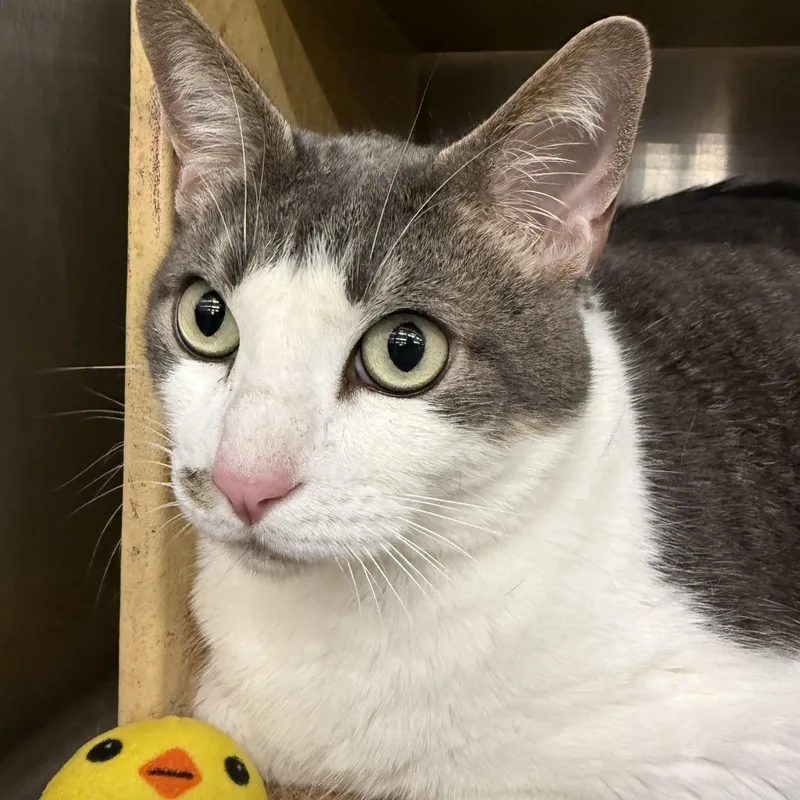 Levini Ort thumbnail 2