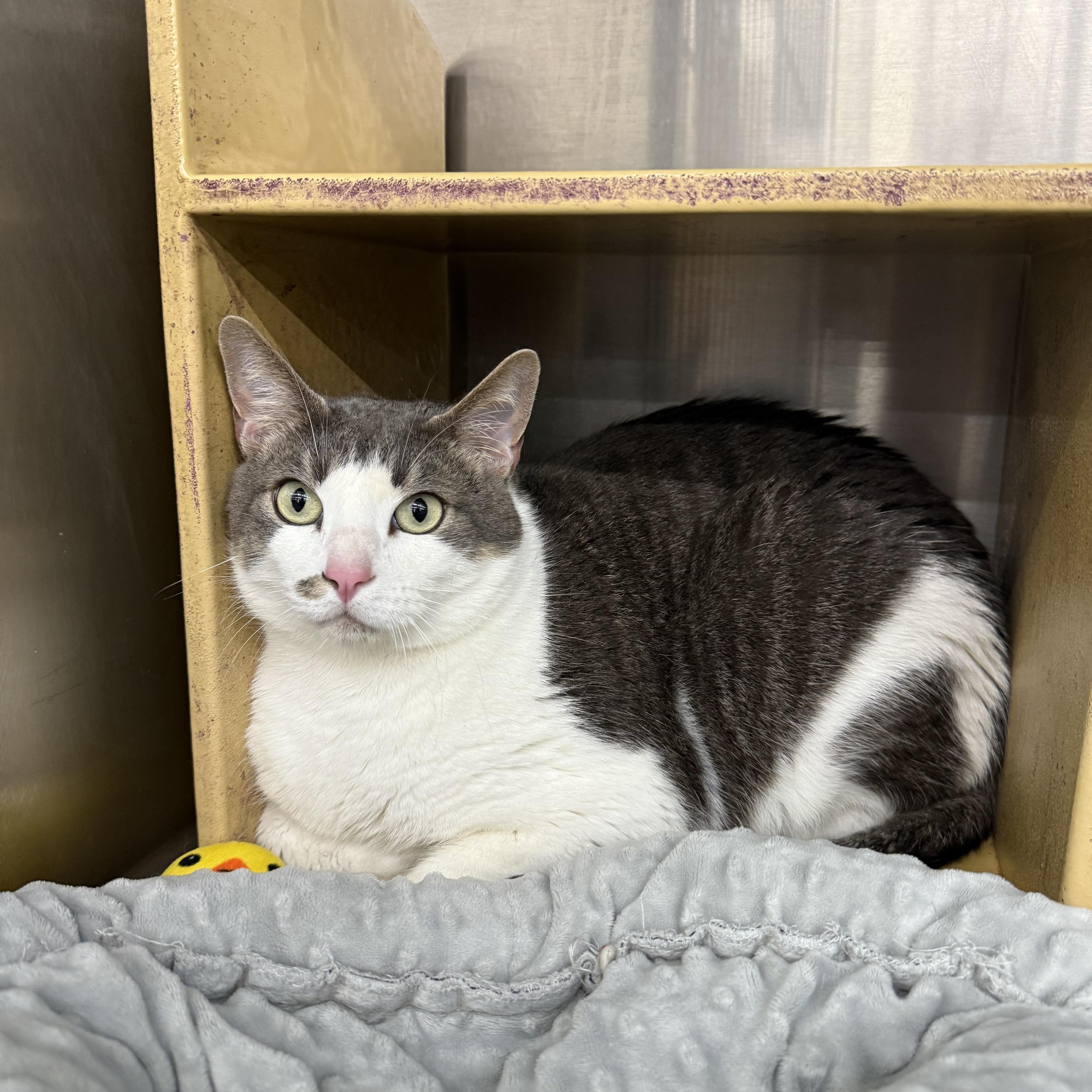 Levini Ort thumbnail 3