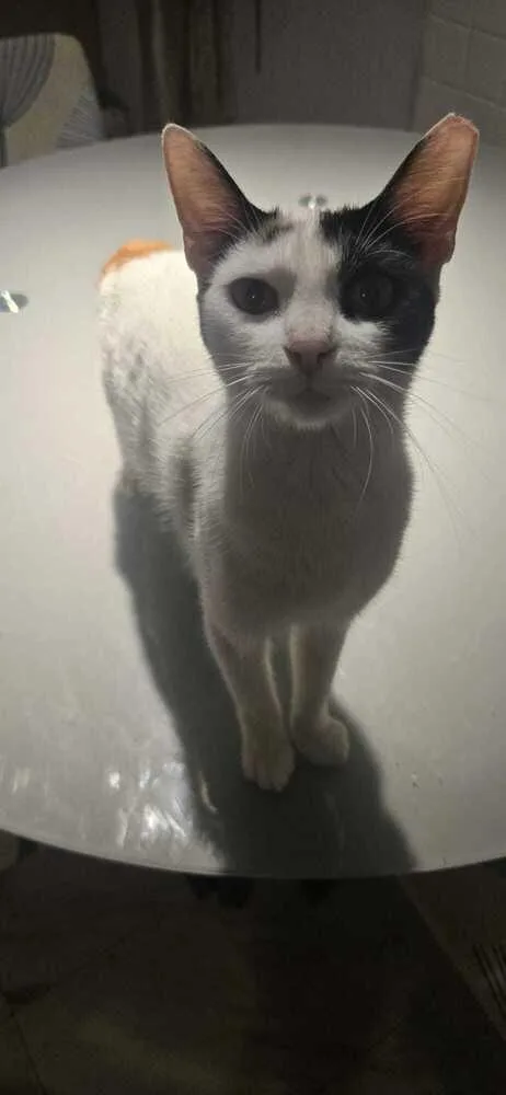 A young small-sized female Domestic Short Hair cat named Nala for adoption in Naranjito, PR