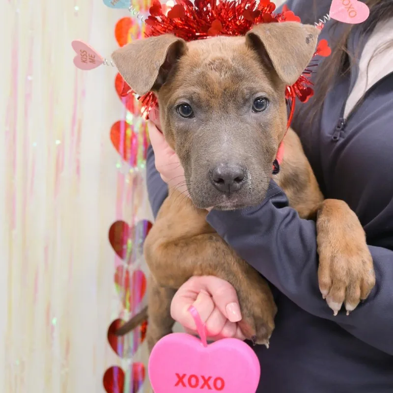 Neapolitan thumbnail 2