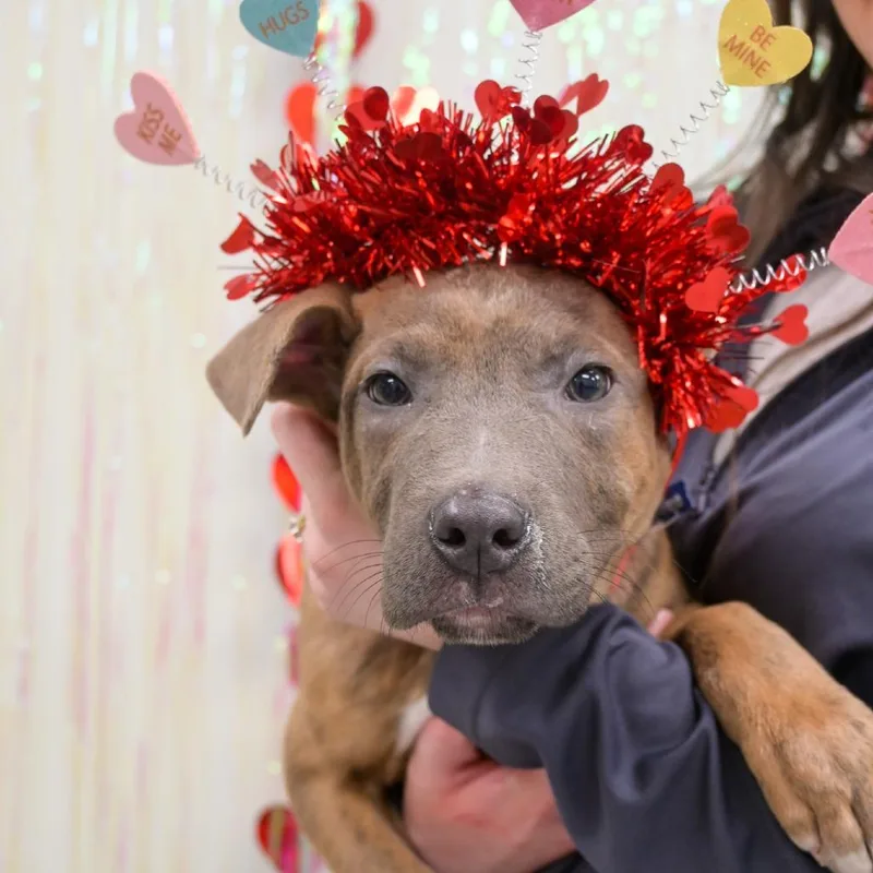 Neapolitan thumbnail 3