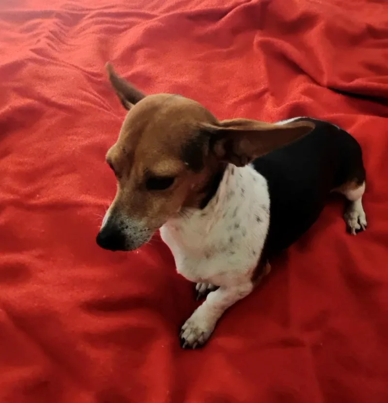 Coletta Orthw thumbnail 3