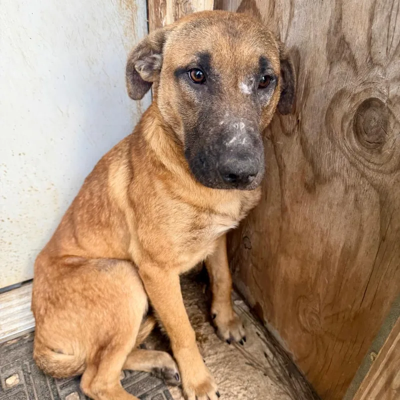 Mr Howler thumbnail 2