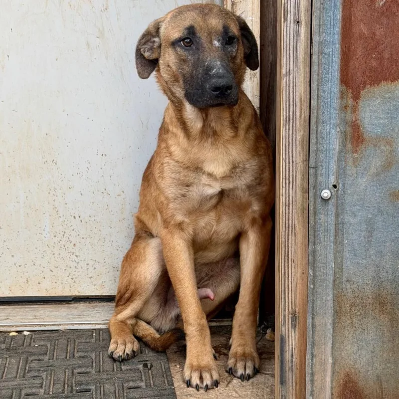 Mr Howler thumbnail 3