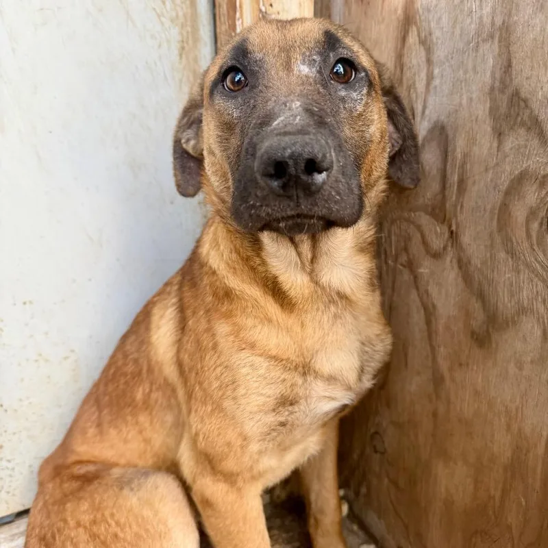 Mr Howler thumbnail 4