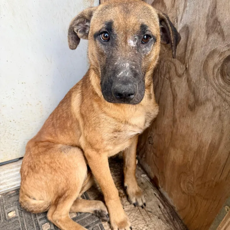 Mr Howler thumbnail 5