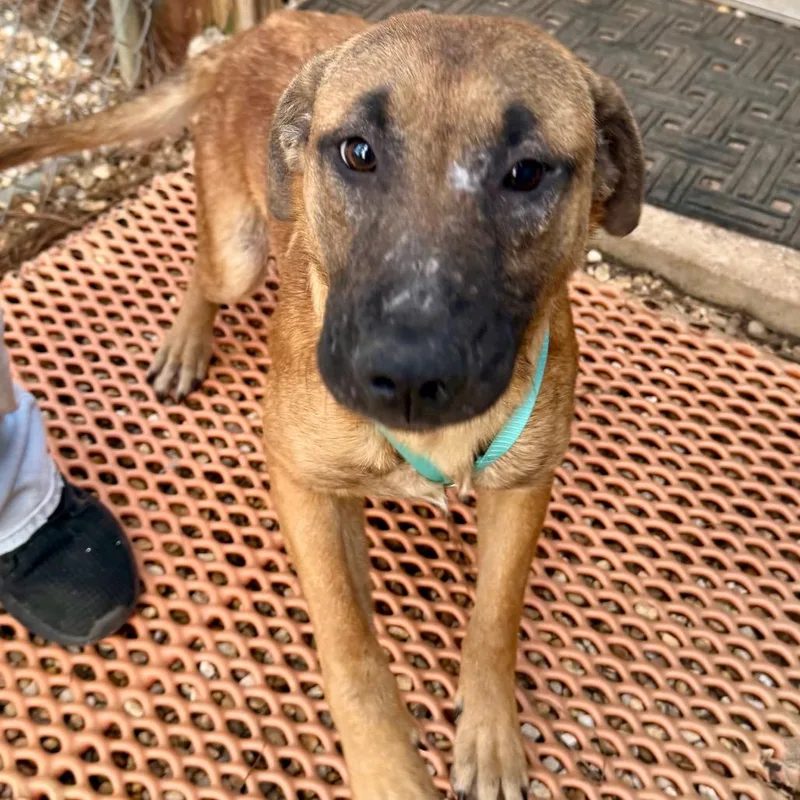 Mr Howler thumbnail 6