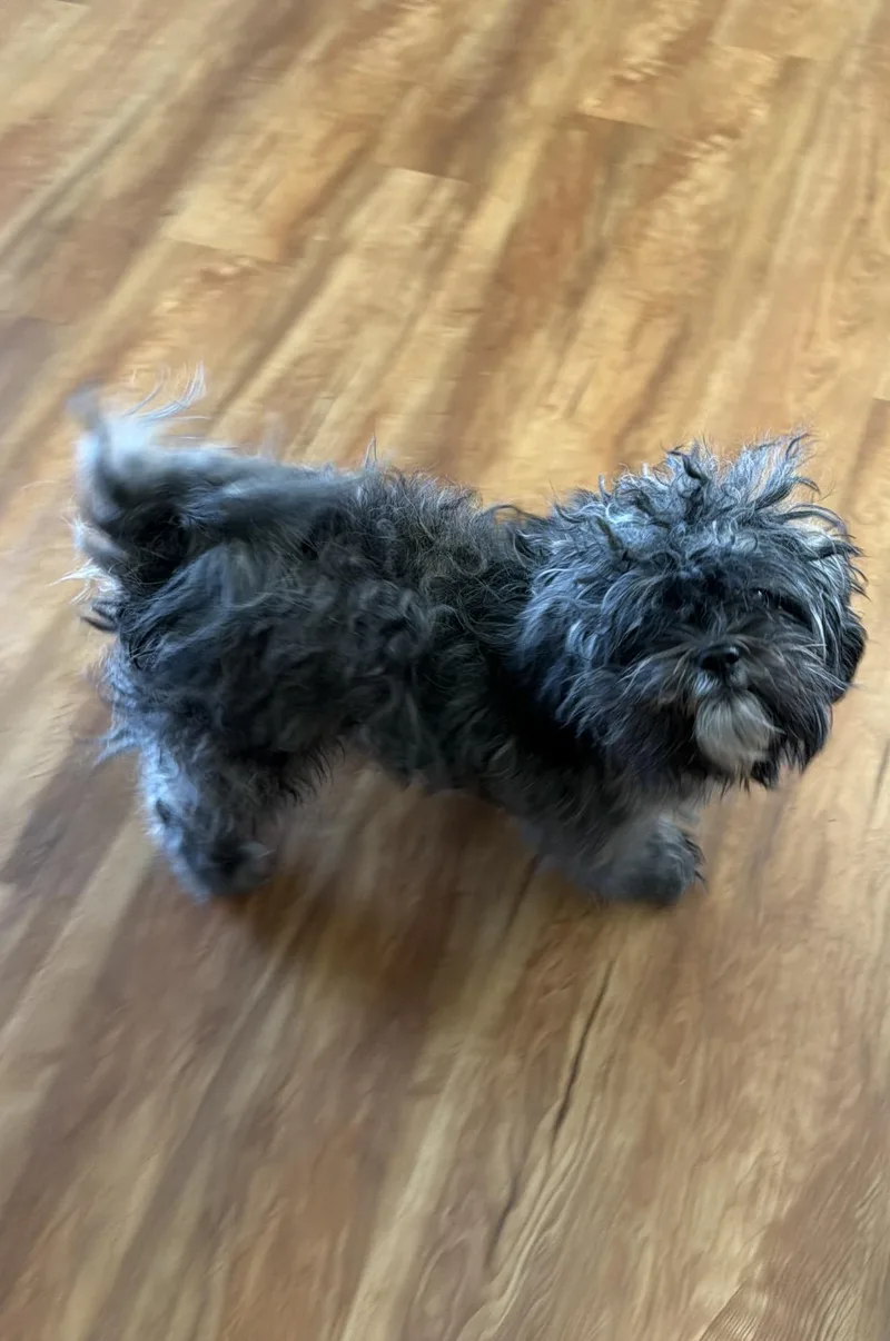 Gigi  The Stunning thumbnail 2