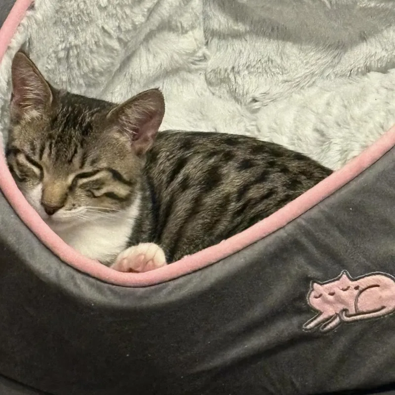 Comet And Star thumbnail 3