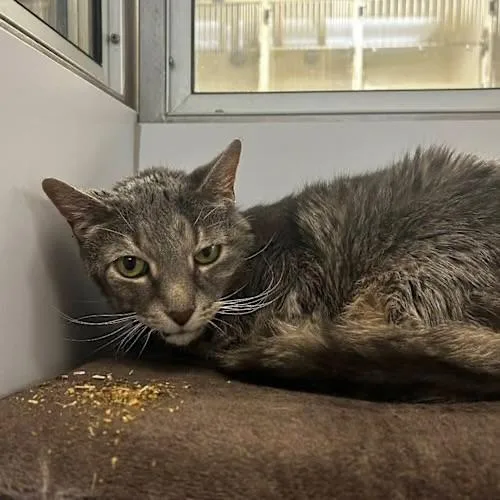 Max Tomlin thumbnail 2