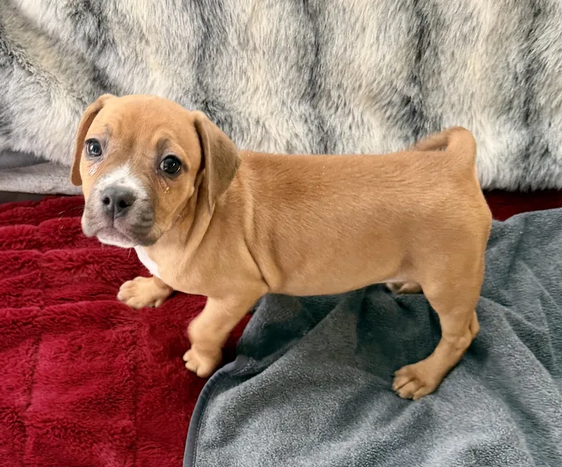 Phoebe And Spangle thumbnail 2