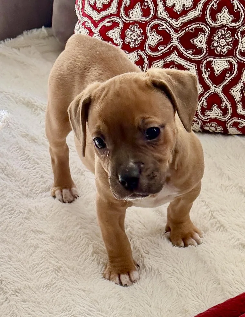 Phoebe And Spangle thumbnail 4