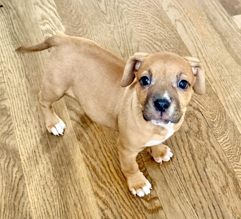 Phoebe And Spangle photo 1