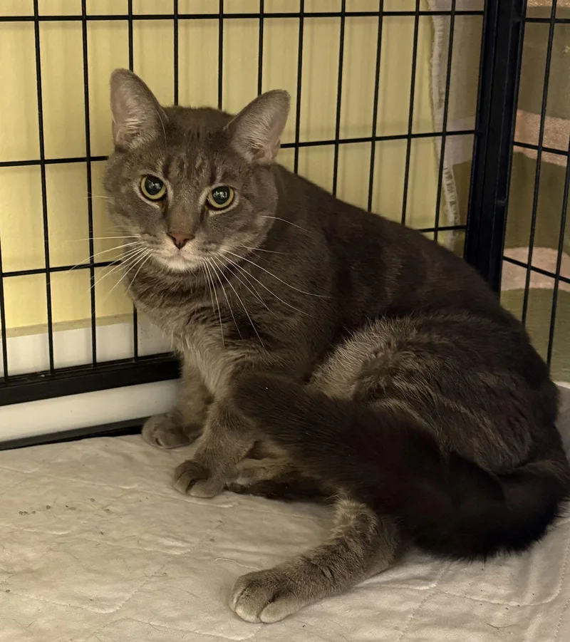 Sterling thumbnail 2