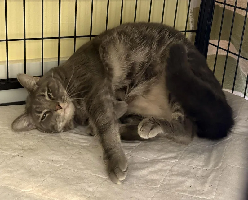 Sterling thumbnail 3