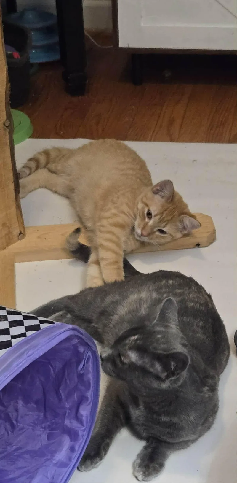 Spaghetti Squash thumbnail 2