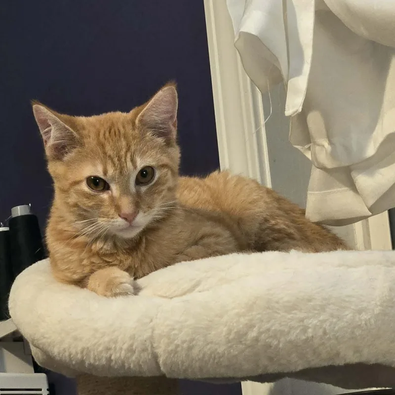 Spaghetti Squash thumbnail 3