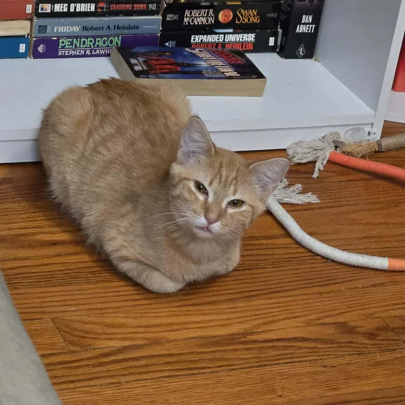 Spaghetti Squash thumbnail 4