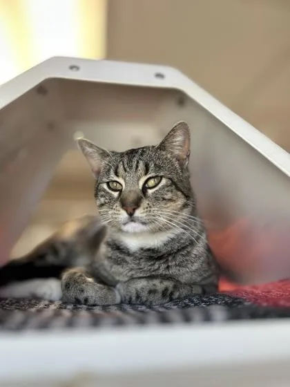 Peter Parker thumbnail 2