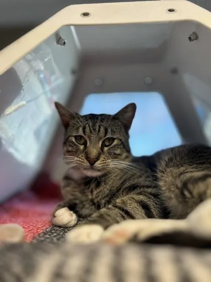 Peter Parker thumbnail 3