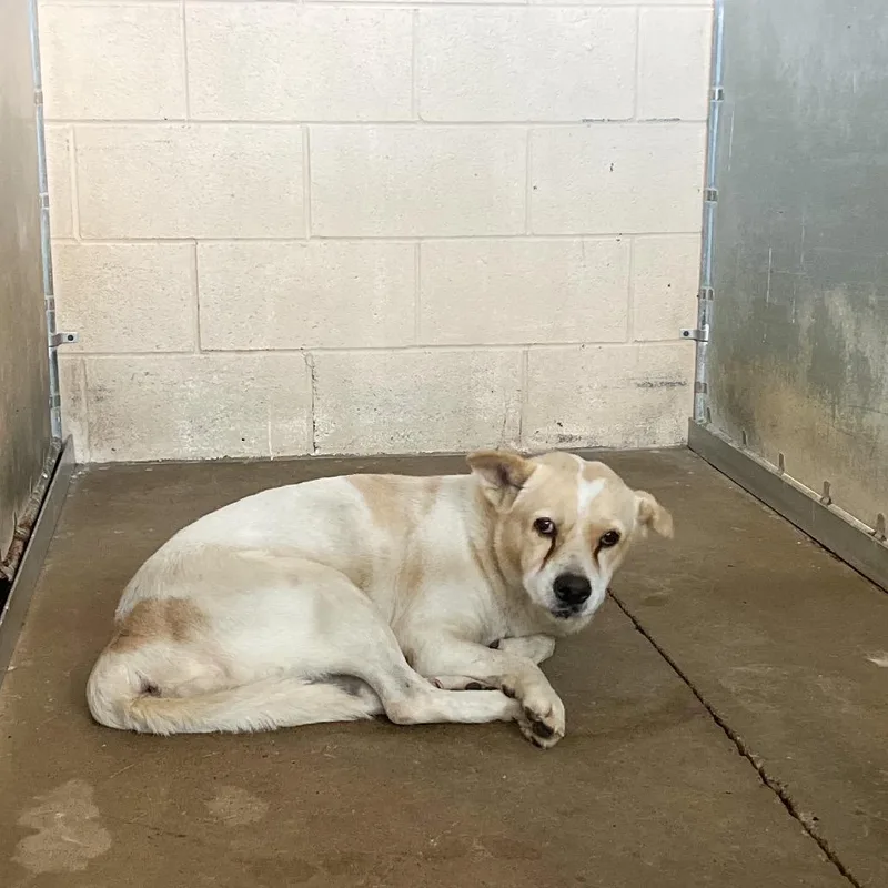 Donkey Kong thumbnail 2