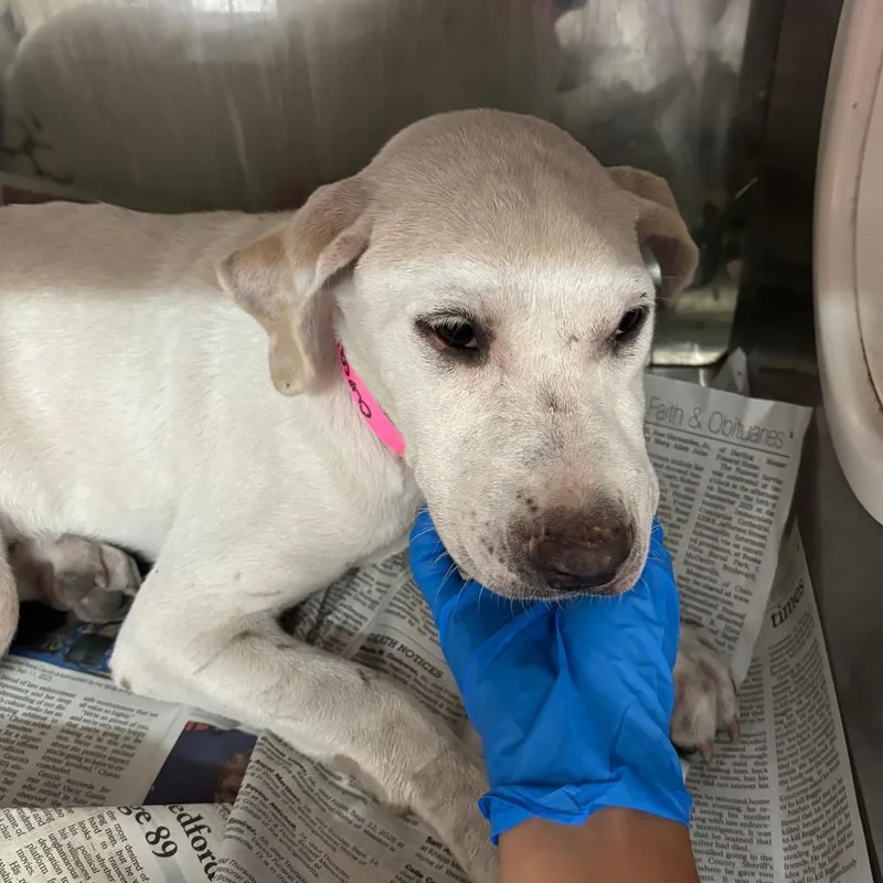 Mittsies thumbnail 2