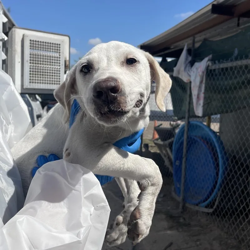 Mittsies thumbnail 3