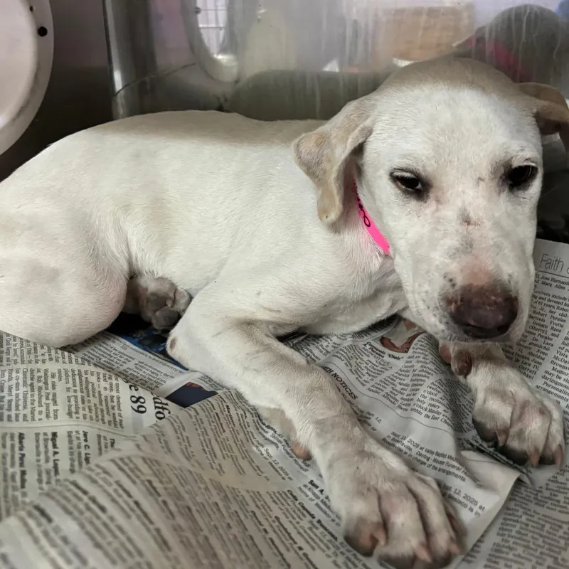 Mittsies thumbnail 4