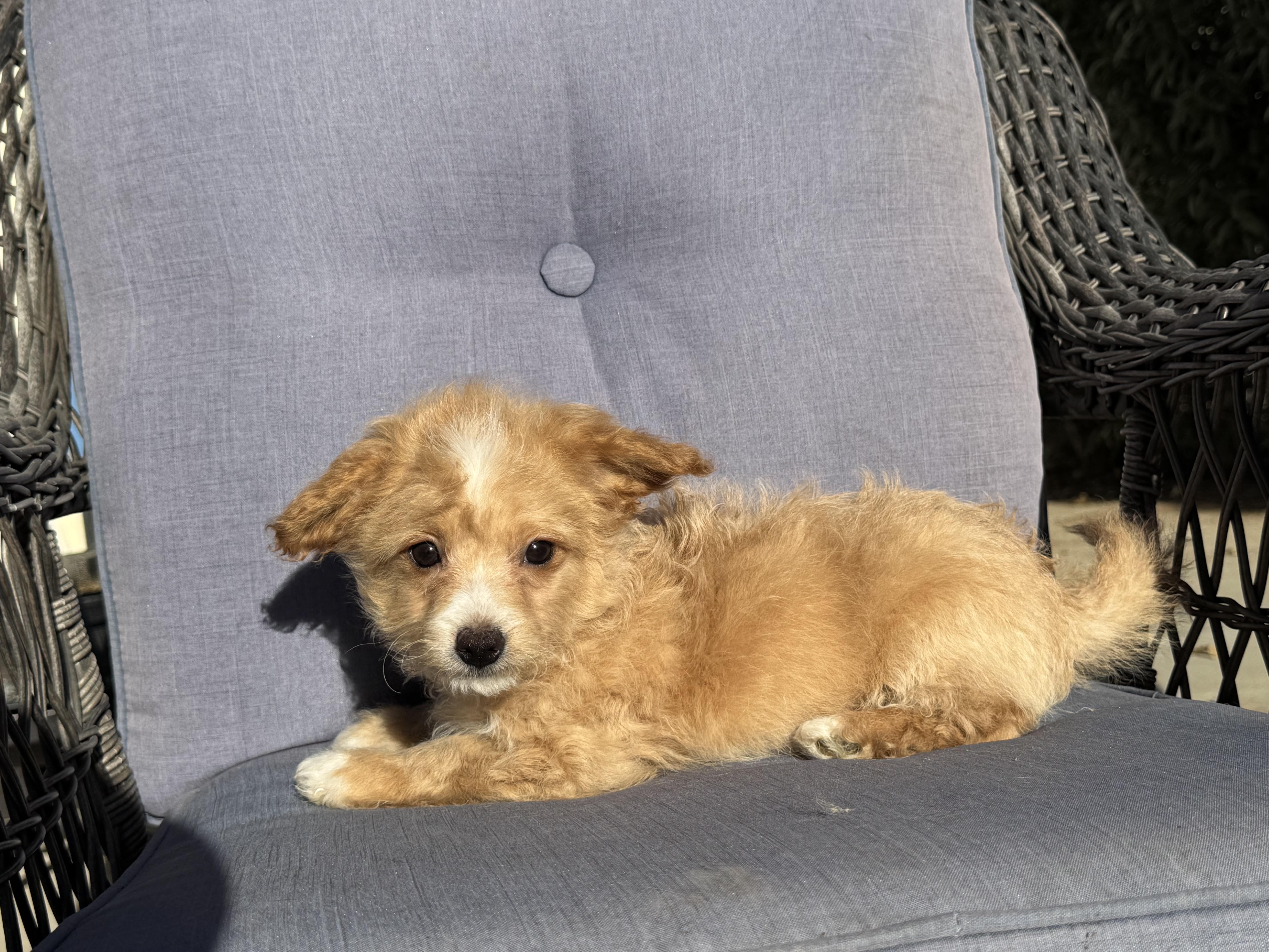 Pooh Bear thumbnail 2