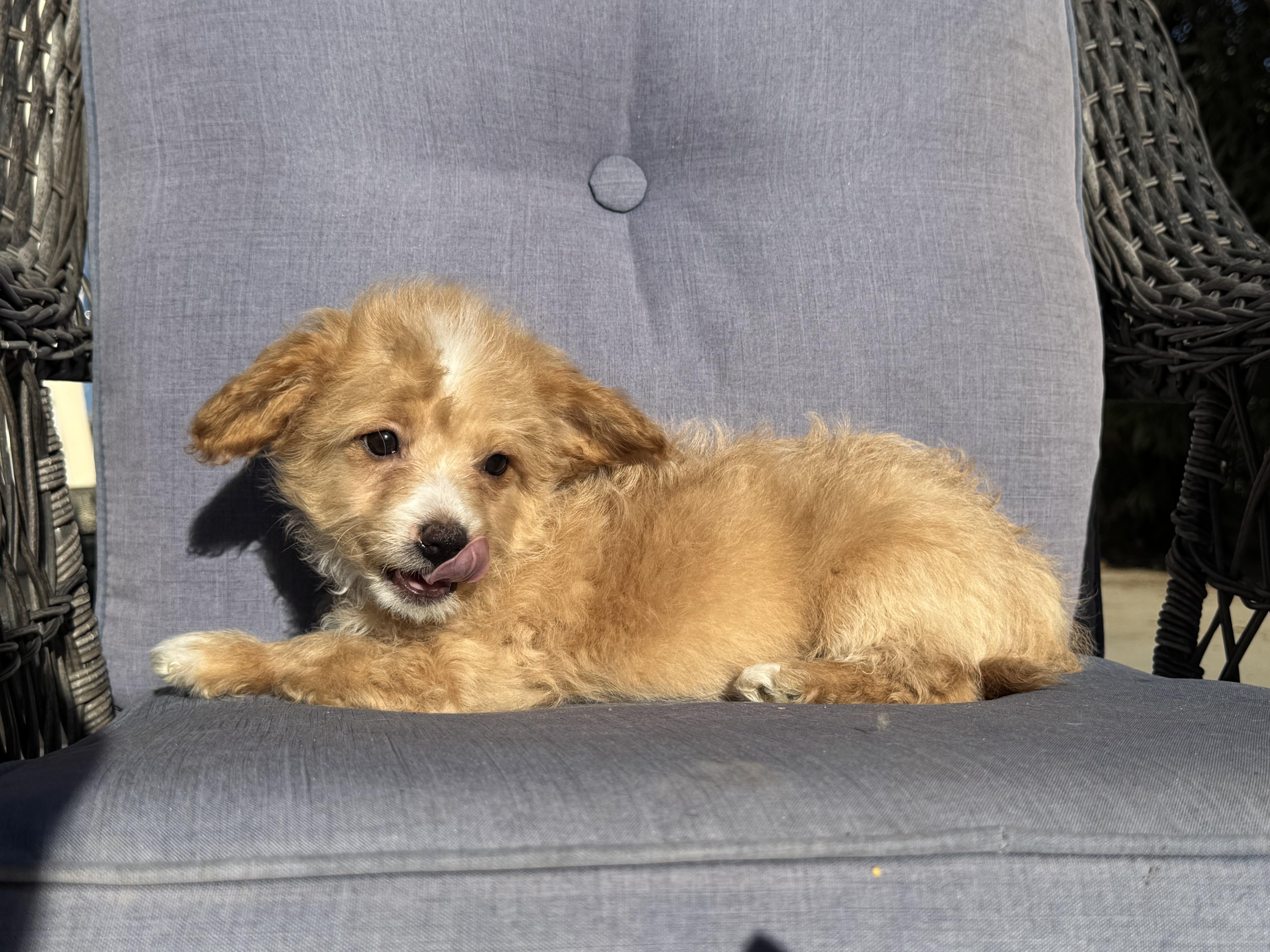 Pooh Bear thumbnail 3