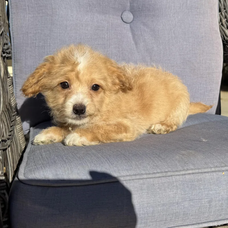 Pooh Bear thumbnail 4