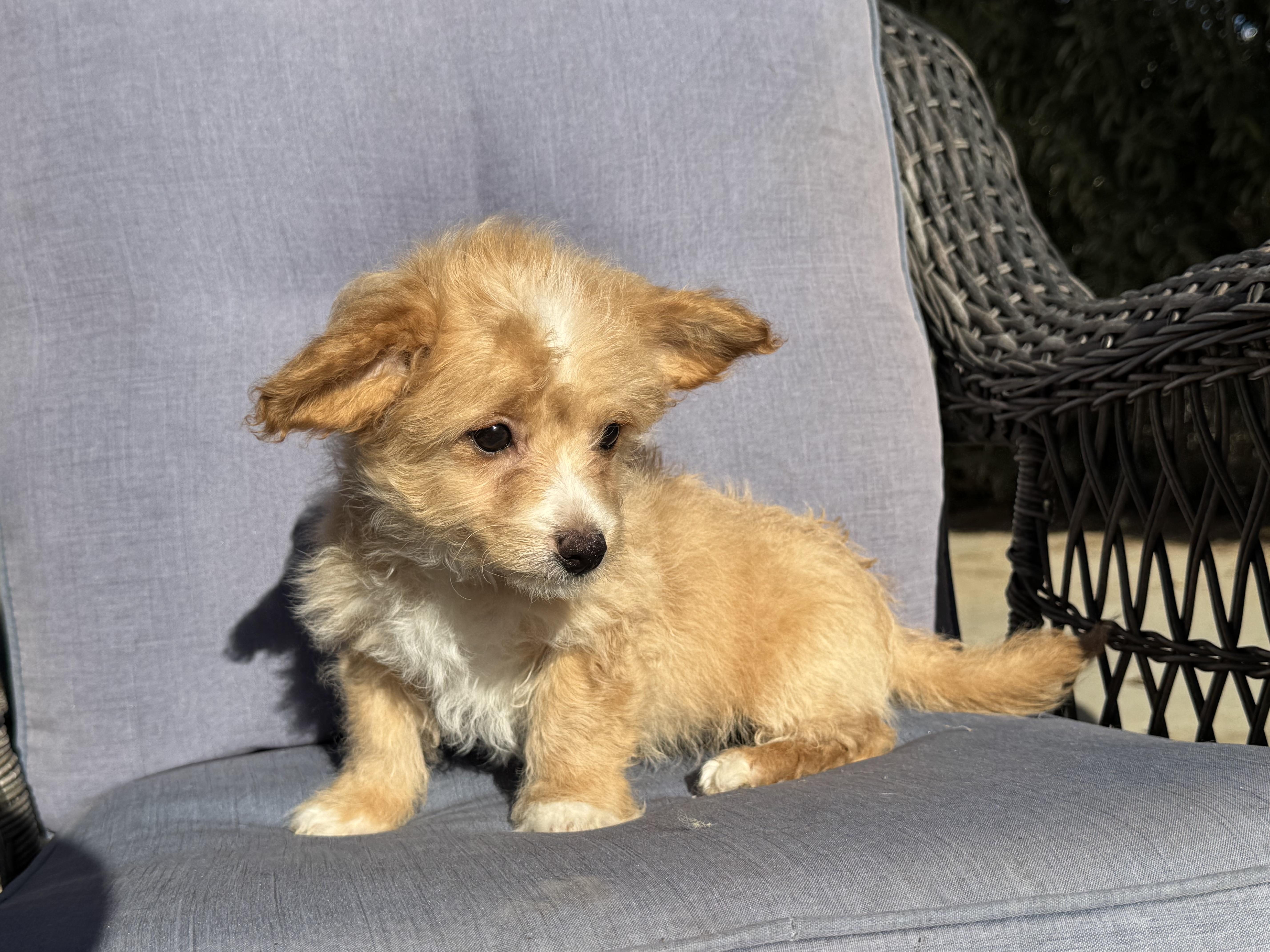 Pooh Bear thumbnail 5