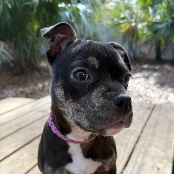 A baby medium-sized female Black Mixed Breed dog named Bugsy for adoption in Charleston, SC