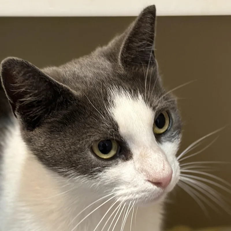 Madam Petunia thumbnail 3