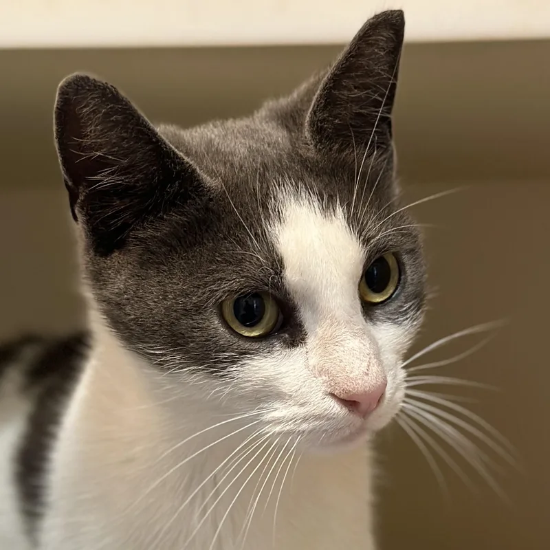 Madam Petunia thumbnail 4