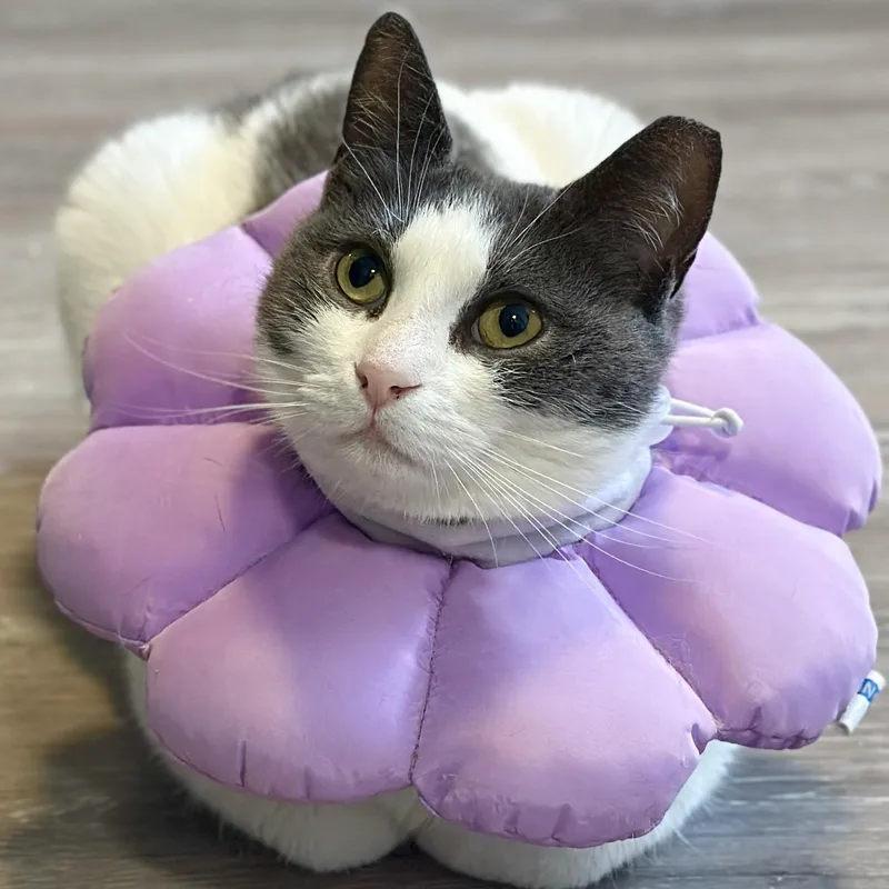 Madam Petunia