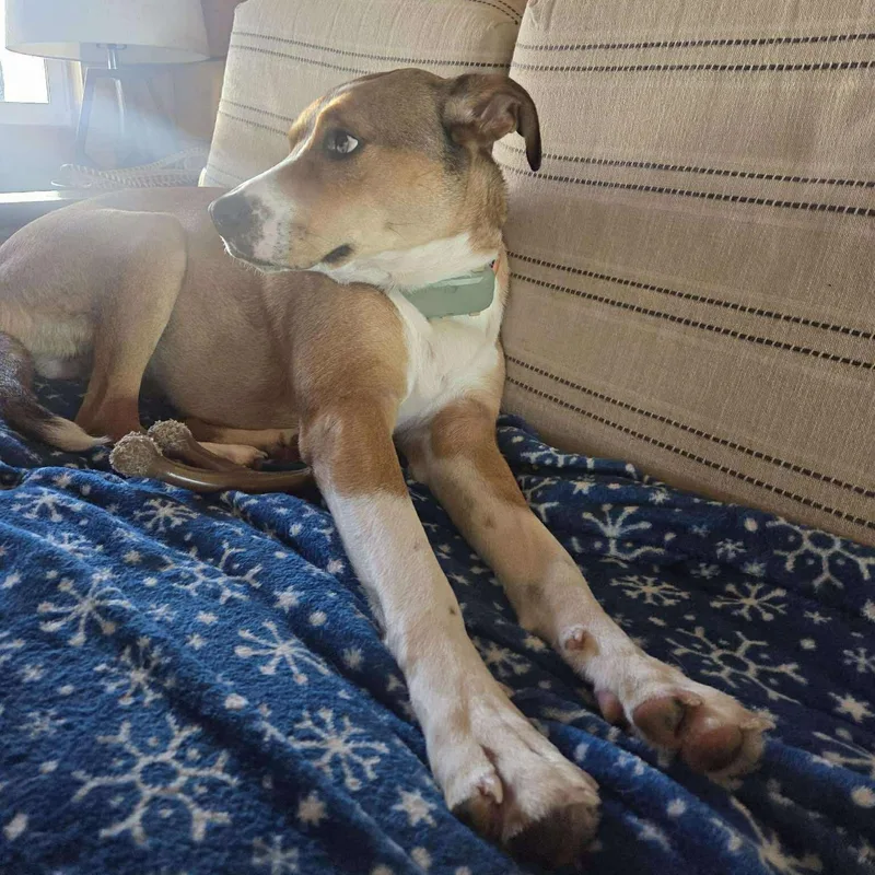 Copperfield thumbnail 2