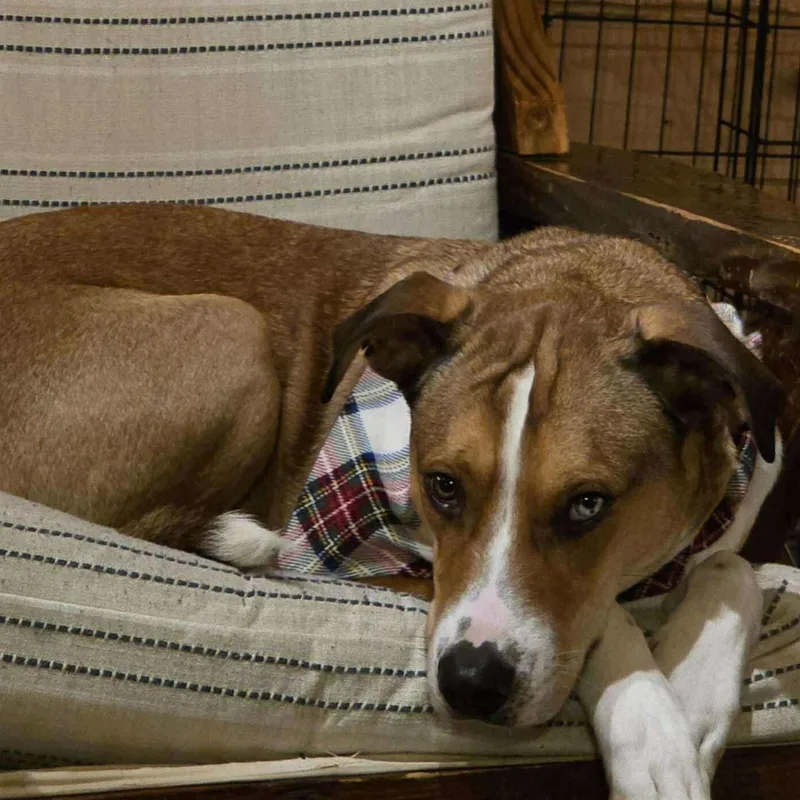 Copperfield thumbnail 4