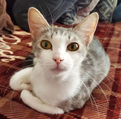 Rosaleen thumbnail 2